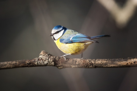 Bluetit  Parus caeruleus  perched on a branch ready to flyの写真素材