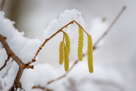 Blooming hazelnut in form of catkins during winter, highly allergenicの写真素材