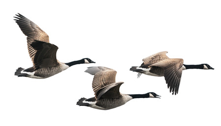 Canada Goose flying in group isolated on whiteの写真素材