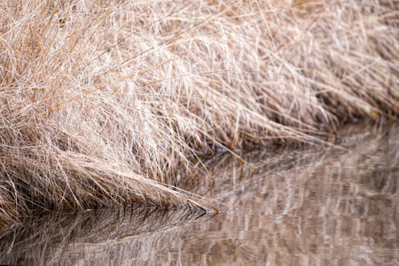 Dry brown grass at waters edge in a canalの写真素材