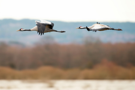 Two Crane birds  Grus grus  flying over a lake, closeup from the side, Swedenの写真素材