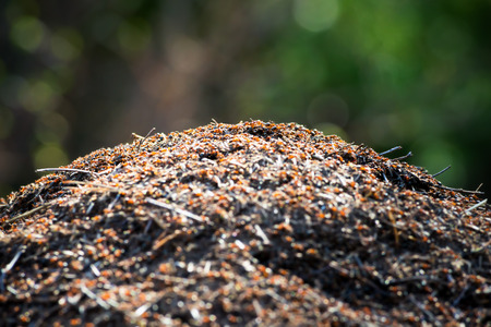 Anthill in forest, short depth of field on topの写真素材