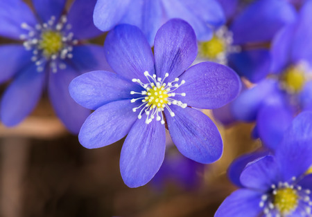 Blossoming hepatica in spring on forest floorの写真素材