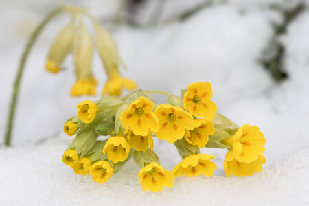 Cowslip in snow during spring in Swedenの写真素材