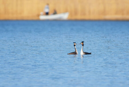 Great Crested Grebe, waterbird  Podiceps cristatus  in mating season with a people fishing in a small boat in backgroundの写真素材
