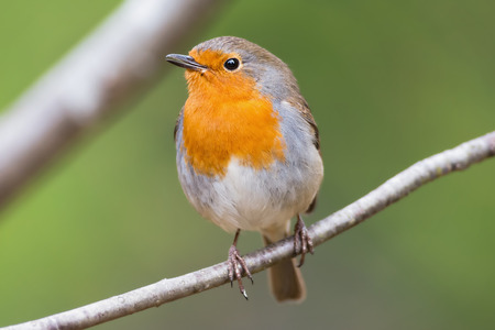 Red robin in beautiful light, on a branch very close and detailedの写真素材