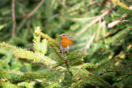 Red Robin  Erithacus rubecula  perched on a pine twigの写真素材