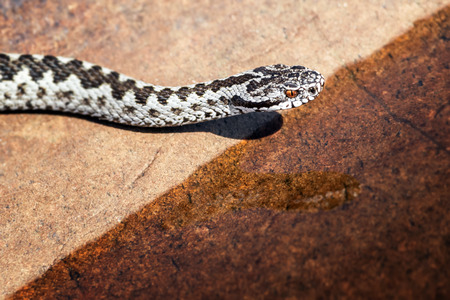 European adder or Vipera berus entering a water pond close to the Baltic sea at the shore, Swedenの写真素材