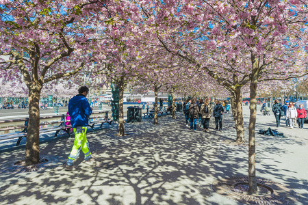 STOCKHOLM - APRIL 24  Walk in Kungstradgarden during spring and bloomiing of the cherry flowers  April 24, 2014 in Stockholm, Sweden  Kungstradgarden are a popular site in Stockholm with events etc のeditorial素材