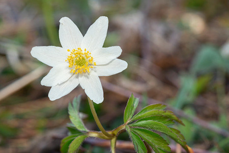 Closeup of a Wood anemone  Anemone nemorosa  in nature の写真素材