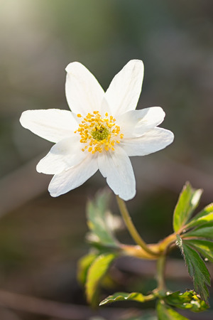 Wood anemone in sunlight, closeup in natureの写真素材
