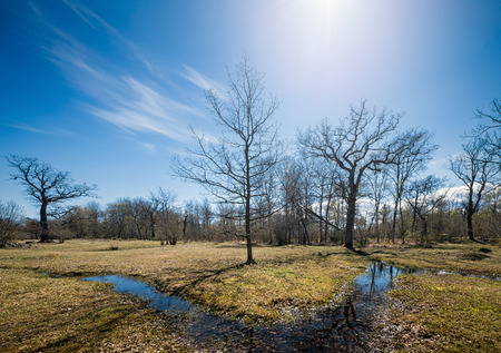 Natural sanctuary in sweden during spring with water ponds, trees and a blue sky during a sunny day