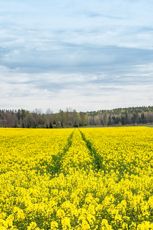 Tractor traces on a rapeseed field during spring, Swedenの写真素材