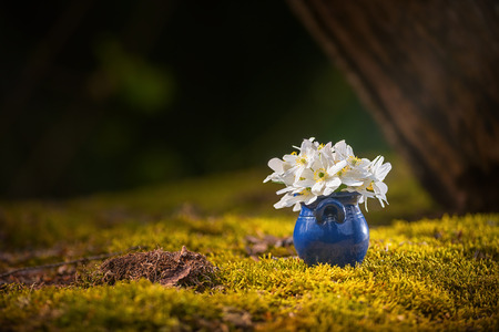 Blue flowerpot with white springflowers in a forest settingの写真素材
