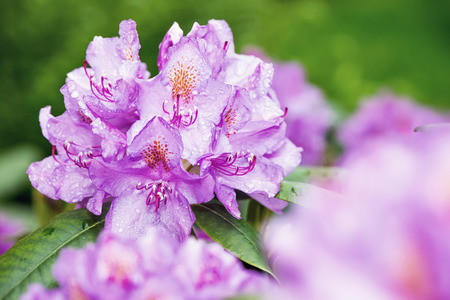 Pink flower of Rhododendron dauricum closeup with some blur in front and green の写真素材
