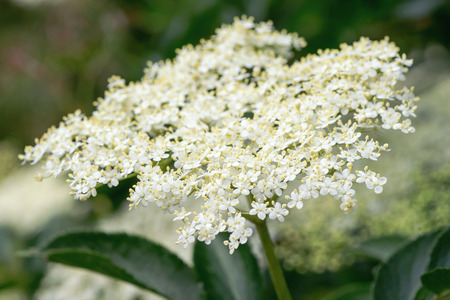Closeup of Elder flower (Sambucus nigra) with short depth of fieldの写真素材