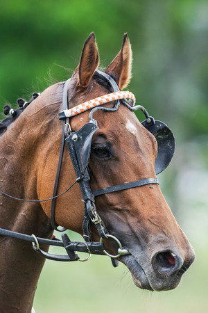 STOCKHOLM - JUNE 6: Racing horse head in closeup at Nationaldags Galoppen in Gardet. June 6, 2014 in Stockholm, Sweden.のeditorial素材