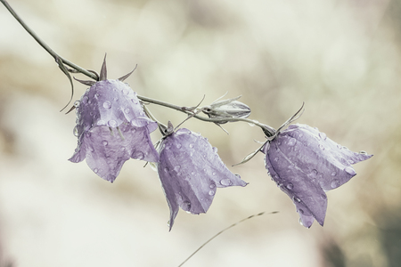 Bluebell flower  Campanula persicifolia  wet in the morning after a nights rain, detailed closeupの写真素材