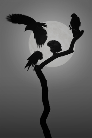 Group of Jackdaw birds silhouette with the moon behind, composite BWの写真素材