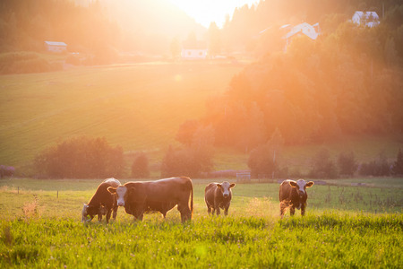 Livestock grazing during sunset in an idyllic valley, swedenの写真素材