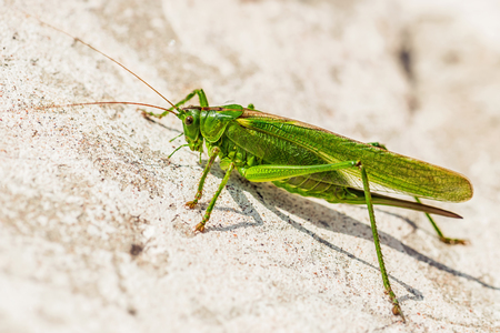 Big bright green grasshopper at a building wallの写真素材