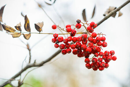 Cluster of rowan berry on a twig against bright sky
