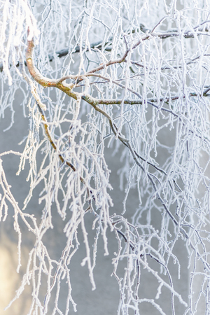 Frostbitten Birch branch during a cold winter dayの写真素材