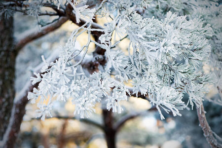 Closeup of a frostbitten Scots pine branch with snow covered needles