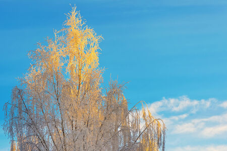 Colorful Birch tree in a clear winter day with the sun going downの写真素材