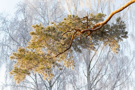 Frostbitten Scots pine branch with snow covered birches in backgroundの写真素材