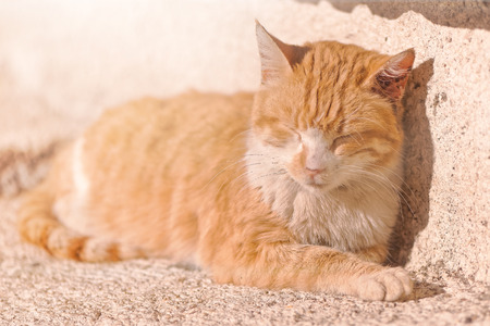 Stray ginger cat enjoys the morning sun at a concrete stair.の写真素材