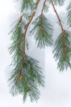 Fir tree twig covered with snow from the backの写真素材