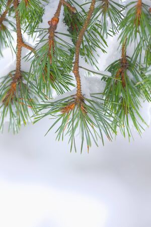 Fir tree twig covered with snow from the backの写真素材