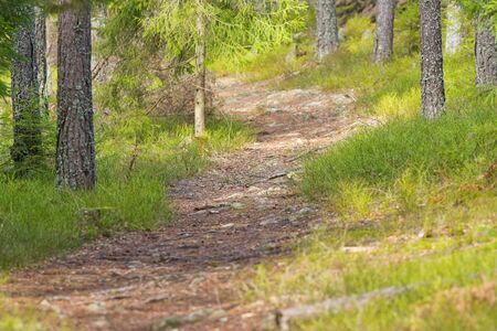 Hikingtrack in a green lush forest in Scandinavia, Sweden