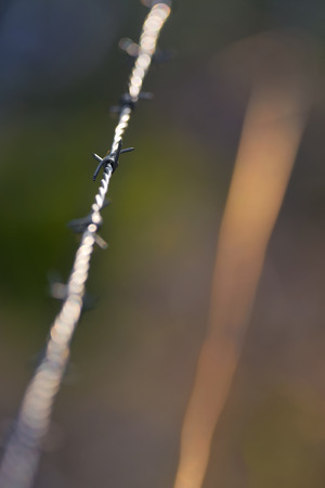 Barbed wire against colorful background, shallow depth of fieldの写真素材