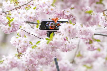STOCKHOLM, SWEDEN - APRIL 22: Two Asian woman taking a selfie during the Cherry blooming with a sefiestick, April 22, 2015 in Stockholm, Sweden.のeditorial素材