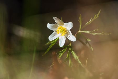 Wood anemone in white or Windflower in evening during spring, Swedenの写真素材