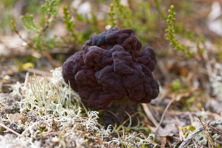 False Morel, Gyromitra esculenta, first spring mushroom. Swedenの写真素材