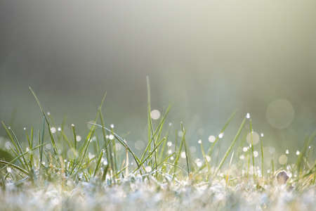 Moist grass in sunlight during early morning