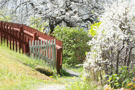 Beautiful lush garden during spring with white cherry trees, Swedenの写真素材