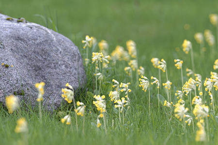 Cluster of Primula veris or Cowslip with a grey stone at a lawn, Swedenの写真素材