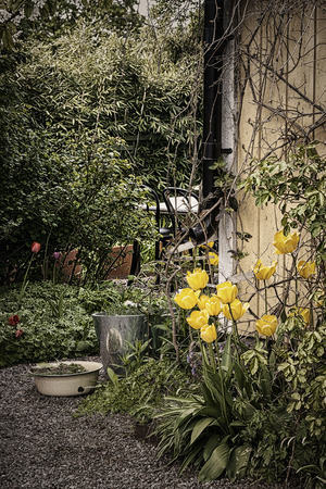 Yellow tulips with water buckets in a garden, filters applied for a classic feelingの写真素材