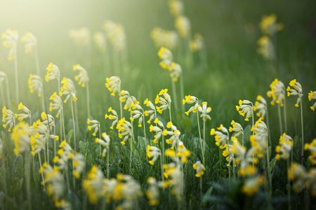 Cowslip or Primula veris flowers in mass at a grass field, Swedenの写真素材