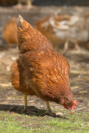 Freerange hen pecking at farmyard, closeup. Swedenの写真素材