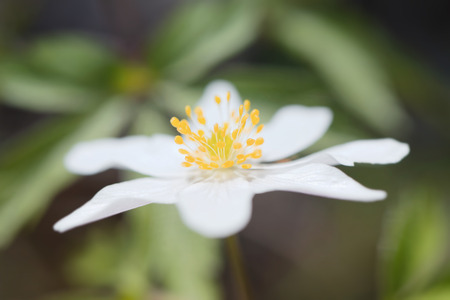 Single wood anemone, very short depth of field in side view, green light background. Anemone nemorosaの写真素材