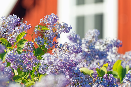 Common lilac or Syringa vulgaris with a red wooden house in background, Swedenの写真素材