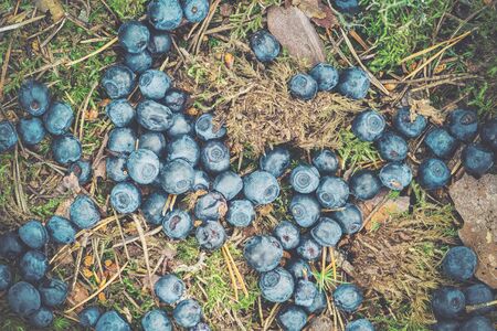 Blueberries dropped at forest floor. Filter applied