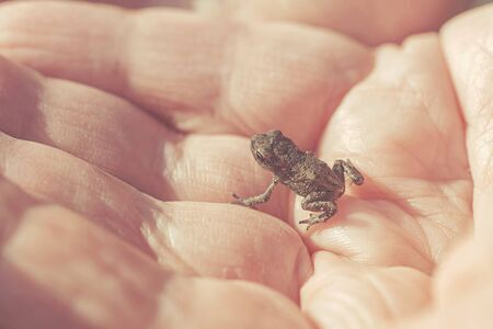 Small young frog in hands of a person during summer. Filters applied