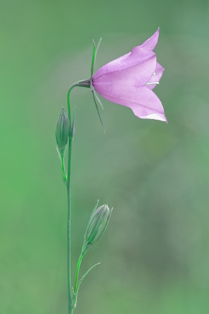 Single bell flower with hue setting changed. Filter appliedの写真素材