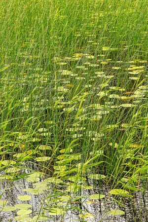 Water lily in a pond with sea weed. Swedenの写真素材